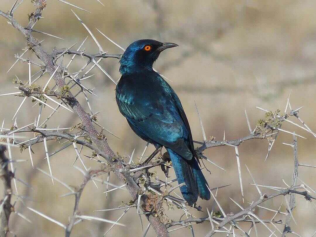 Cape starling